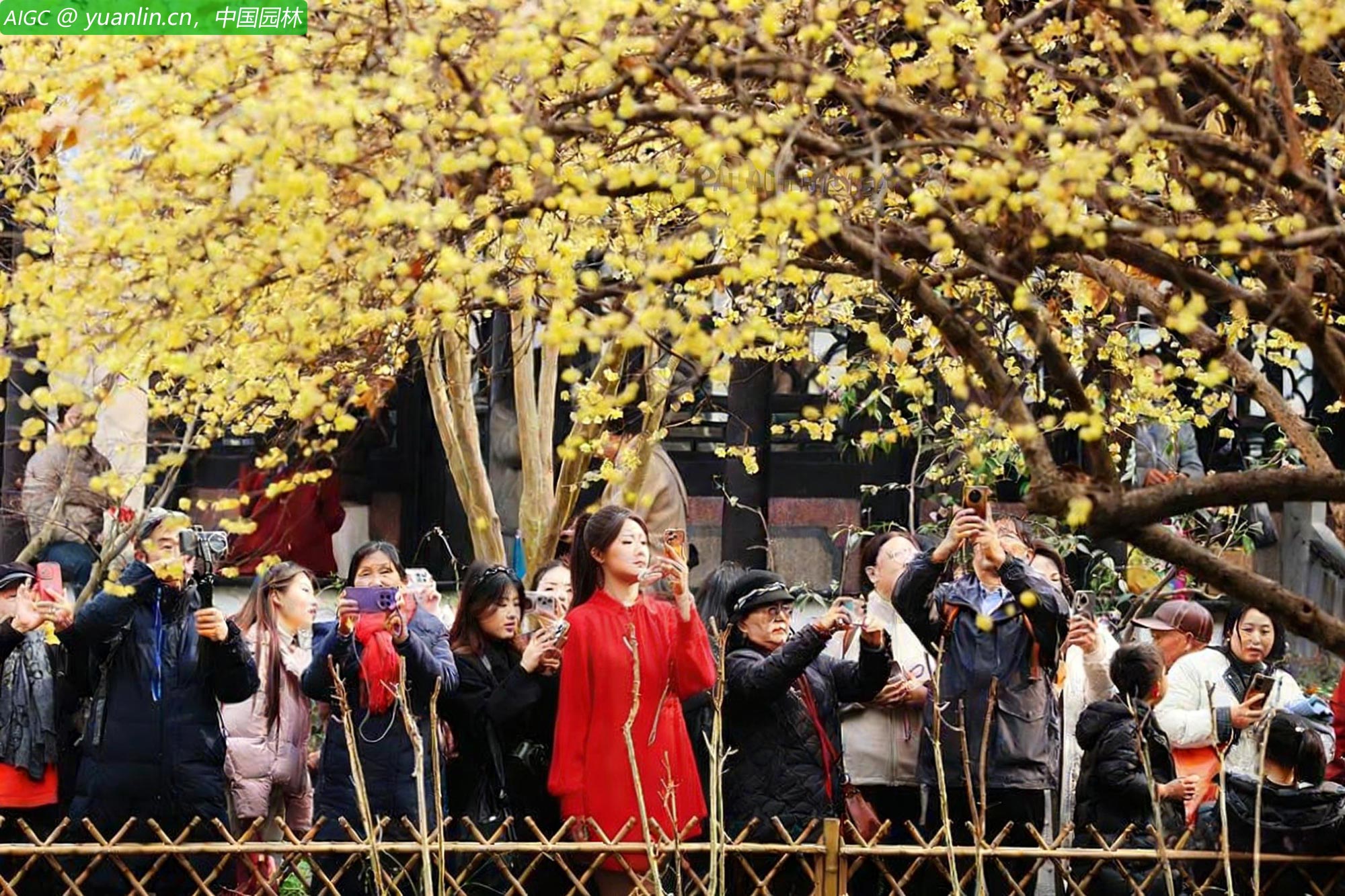 杭州西湖畔百年腊梅王满树盛放